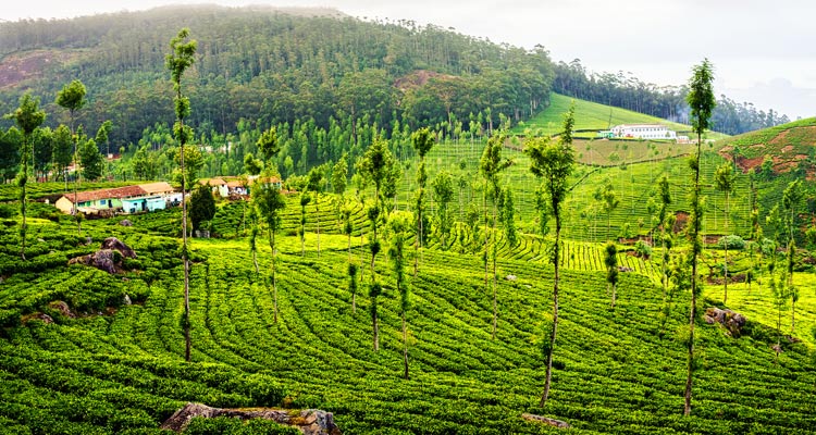 1 Day Ooty Town Tour Local Sightseeing Package